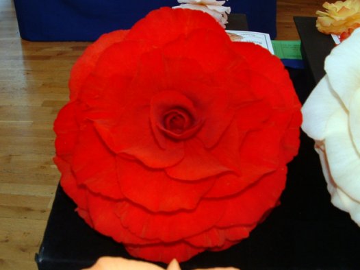 B. ‘Pauline Coates’